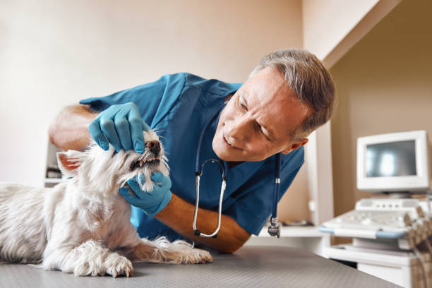 Best Emergency Denture Repair in Rodeo, CA